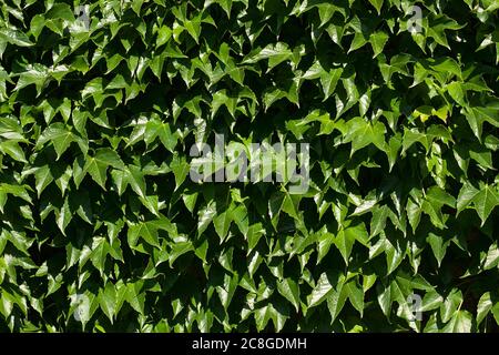 Mur recouvert de feuilles de raisin vert, texture Banque D'Images