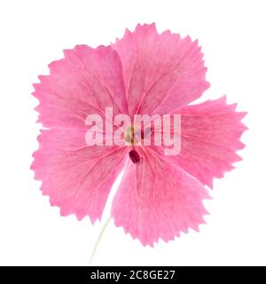 Fleur rouge de carnation isolée sur blanc, photo macro Banque D'Images