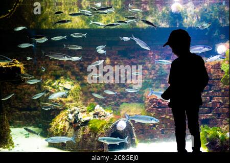 Bremerhaven, Allemagne. 24 juillet 2020. Un garçon se tient dans l'aquarium du zoo de Bremerhaven, au bord de la mer, et regarde l'huître européenne sur un récif d'huîtres dans un grand réservoir. Credit: Mohssen Assanimoghaddam/dpa/Alay Live News Banque D'Images