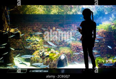 Bremerhaven, Allemagne. 24 juillet 2020. Une fille se trouve dans l'aquarium du zoo de Bremerhaven, à la mer, et regarde l'huître européenne sur un récif d'huîtres dans un grand réservoir. Credit: Mohssen Assanimoghaddam/dpa/Alay Live News Banque D'Images