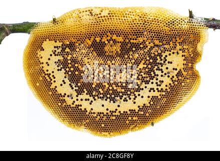 Ruche de miel à proximité sur branche d'arbre avec les abeilles grimpant sur elle nichent isolé sur fond blanc, studio de photographie de nid d'abeilles accrochée sur bâton de bois. Banque D'Images