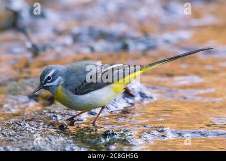 Queue de cheval grise (Motacilla cinerea) en eau peu profonde, Bavière, Allemagne Banque D'Images