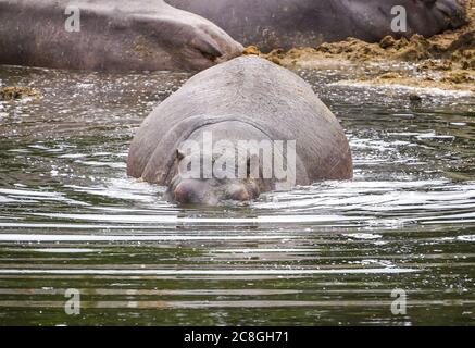 Vue de face gros plan de l'hippopotame (Hippopotamus amphibius) laissant le troupeau entrer dans le lac pour une baignade, tête submergée sous l'eau, West Midland Safari Park, Royaume-Uni. Banque D'Images