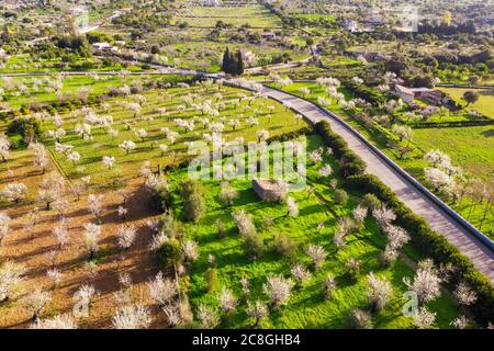 Fleurs d'amande, la route mène à travers des plantations avec des amandiers fleuris, près de Selva, région de Raiguer, vue aérienne, Majorque, Iles Baléares, Espagne Banque D'Images