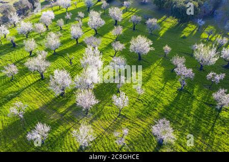 Fleurs d'amandiers, plantation d'amandiers fleuris, près de Selva, région de Raiguer, vue aérienne, Majorque, Iles Baléares, Espagne Banque D'Images