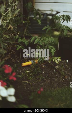 Tuyau jaune avec des plants de tomate dans l'aneth Banque D'Images