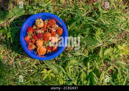 seau avec fraises sur l'herbe. baies rouges mûres Banque D'Images