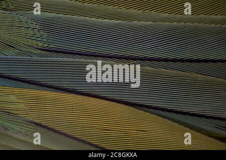 Un cliché macro de plumes d'oiseau multicolores, motif géométrique Banque D'Images
