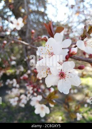 Flor almonda en primavera en el parque del Retiro Banque D'Images