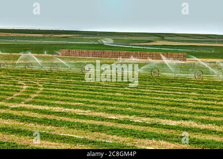 Un système d'irrigation agricole à main dans un champ de luzerne dans les champs fertiles de l'Idaho. Banque D'Images