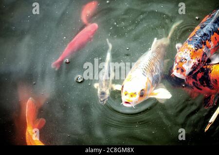 Poissons koï gardés comme animaux de compagnie dans un étang de Koi arrière-cour. Banque D'Images