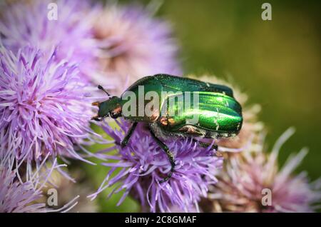 Le coléoptère vert recueille le pollen de la fleur. Le coléoptère est appelé bronze doré . Banque D'Images