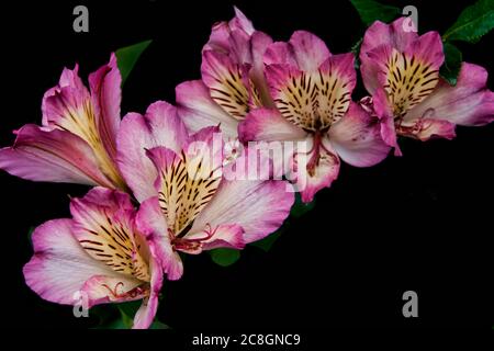 Fleur de nénuphars péruvienne rose vif sur fond noir Banque D'Images