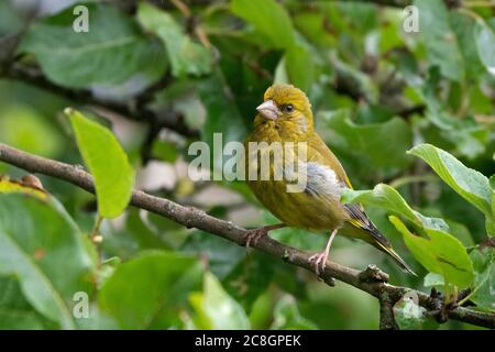 Mâle Greenfinch - Carduelis chloris perches sur l'arbre de pomme-Malus. Été Banque D'Images