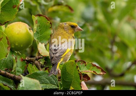 Mâle Greenfinch - Carduelis chloris perches sur l'arbre de pomme-Malus. Été Banque D'Images