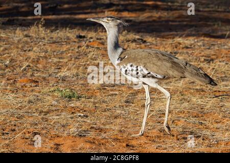 Un Kori Bustard (Ardeotis kori) marchant dans le désert de Kalahari en Afrique du Sud Banque D'Images