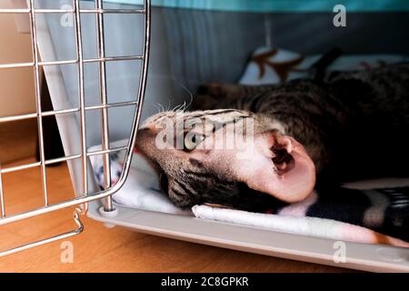 Le chat repose dans le porte-animal. Gros plan de la tête et de l'oreille. Banque D'Images