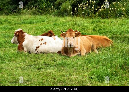 Les jeunes vaches brunes sont détendues dans l'herbe. Une scène charmante. Banque D'Images