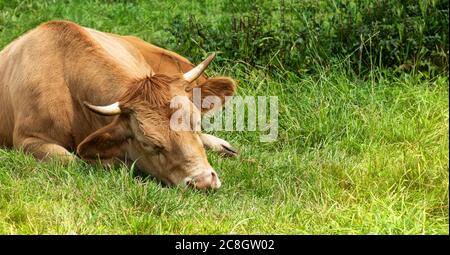 Jeune vache brun clair est détendue dans l'herbe. Une scène charmante. Banque D'Images