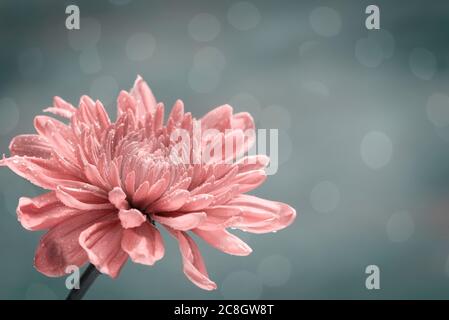Fleur de chrysanthème de couleur pêche sur fond de bokeh gris doux Banque D'Images