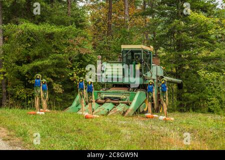 Décorations de Scarecrow entourant la moissonneuse-batteuse d'époque rouillée laissée dans le champ avec des citrouilles célébrant la saison de récolte en automne Banque D'Images