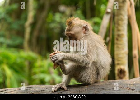 Les singes à Ubud Bali Banque D'Images