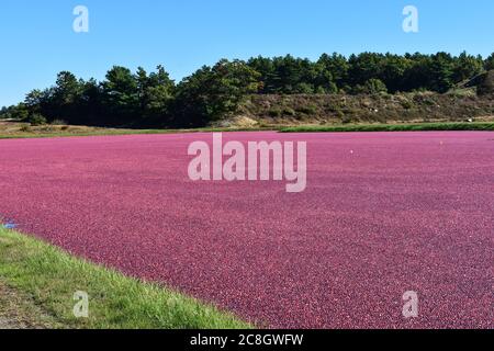 Canneberges flottantes sur tourbières inondées pour la récolte au Massachusetts Banque D'Images