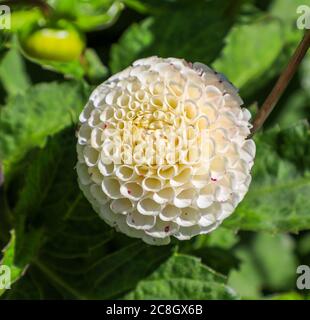 Gros plan sur une tête de fleur blanche d'un « Small World Syn Bowen » de Dahlia à la National Dahlia Collection, Penzance, Cornouailles, Angleterre Banque D'Images