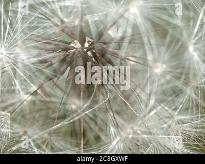 Macro d'entrelacement d'une fleur de pissenlit fleurs Banque D'Images