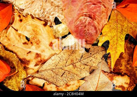 variété de feuilles d'automne sous-marines, concept de saison abstrait Banque D'Images