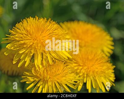 Pissenlit en fleur, Taraxacum, en gros plan Banque D'Images