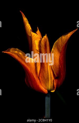 Tulipa Flower (Tulipa triomphe 'Ballerina') Banque D'Images