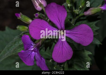 Fleurs d'honnêteté annuelle (Lunaria annua) Banque D'Images