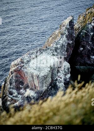 La colonie d'oiseaux de mer (principalement des Guillimots) à la réserve naturelle de St Abbs, aux frontières écossaises, à la fin de juillet en soirée Banque D'Images