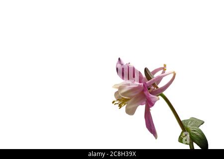 EED, White columbine - Aquilegia - sur fond blanc - isolé - comme fond - petit Banque D'Images