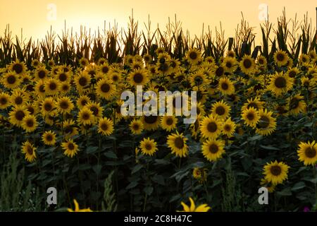 Champ de tournesols pendant un coucher de soleil coloré en été donnant l'impression d'être en Provence et dans le sud de la France. Banque D'Images