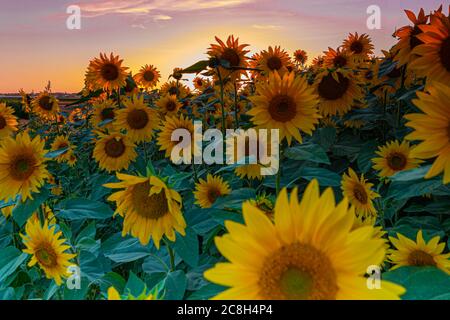 Champ de tournesols pendant un coucher de soleil coloré en été donnant l'impression d'être en Provence et dans le sud de la France. Banque D'Images