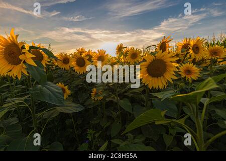 Champ de tournesols pendant un coucher de soleil coloré en été donnant l'impression d'être en Provence et dans le sud de la France. Banque D'Images