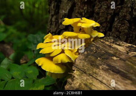 Champignons sauvages poussant sur l'arbre tombé. Mississippi Palisades State Park, Illinois, États-Unis Banque D'Images