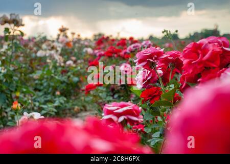 Un jardin de roses rouges et blanches au coucher du soleil avec des rayons de soleil rayonnants flous Banque D'Images