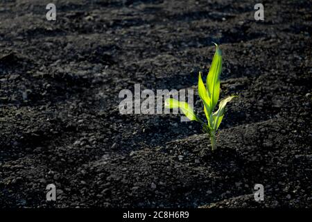 Une jeune plante solitaire a japlé de l'asphalte. Concept d'écologie Banque D'Images