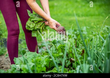 Une femme agriculteur récolte de betteraves fraîches de son immense jardin biologique, concept de jardinage Banque D'Images