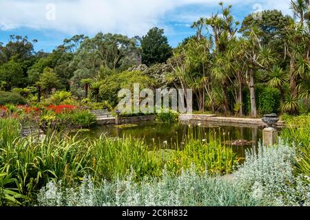 Logan Botanic Gardens, de Rhins of Galloway, Scotland, UK Banque D'Images