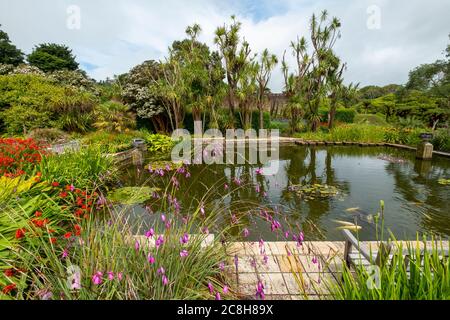 Logan Botanic Gardens, de Rhins of Galloway, Scotland, UK Banque D'Images