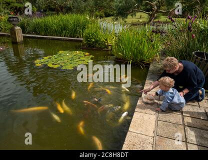 L'étang à poissons des jardins botaniques Logan, Dumfries et Galloway, Écosse. Banque D'Images