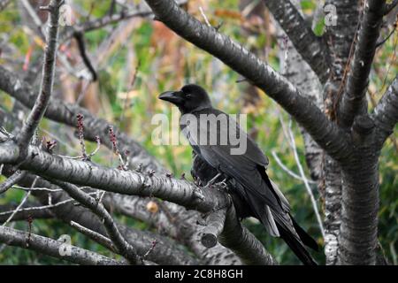 Un corbeau qui perce sur un arbre à feuilles caduques dans la forêt d'automne Banque D'Images