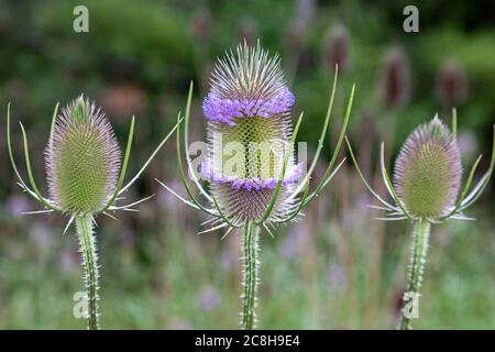 Thé (Dipsacus sylvestris) en croissance dans le sud-est du Michigan. Originaire d'Europe, la plante est considérée comme envahissante aux États-Unis, en envahissant nati Banque D'Images