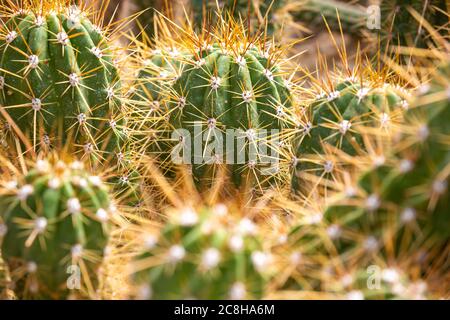 Gros plan d'un immense arrenge de cactus dans un jardin botanique, concept de la nature Banque D'Images