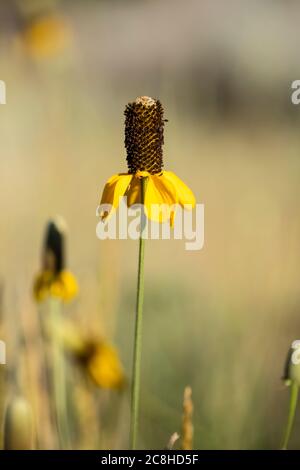 Mexican Hat, Ratibida columnifera, qui fleurit dans les prairies nationales de Little Missouri, dans le Dakota du Nord, aux États-Unis Banque D'Images