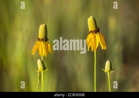 Mexican Hat, Ratibida columnifera, qui fleurit dans les prairies nationales de Little Missouri, dans le Dakota du Nord, aux États-Unis Banque D'Images